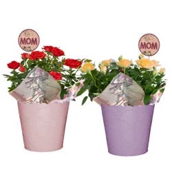 Mini Rose, 6" Designer Planter