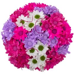 Chrysanthemum Tint Ting Grande, Bunch