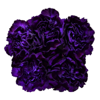 slide 3 of 13, Carnation Florigene, Bunch, 1 ct