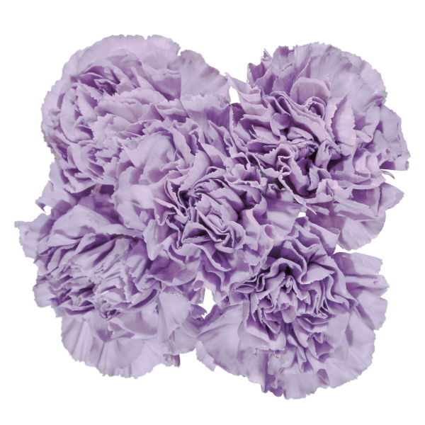 slide 12 of 13, Carnation Florigene, Bunch, 1 ct