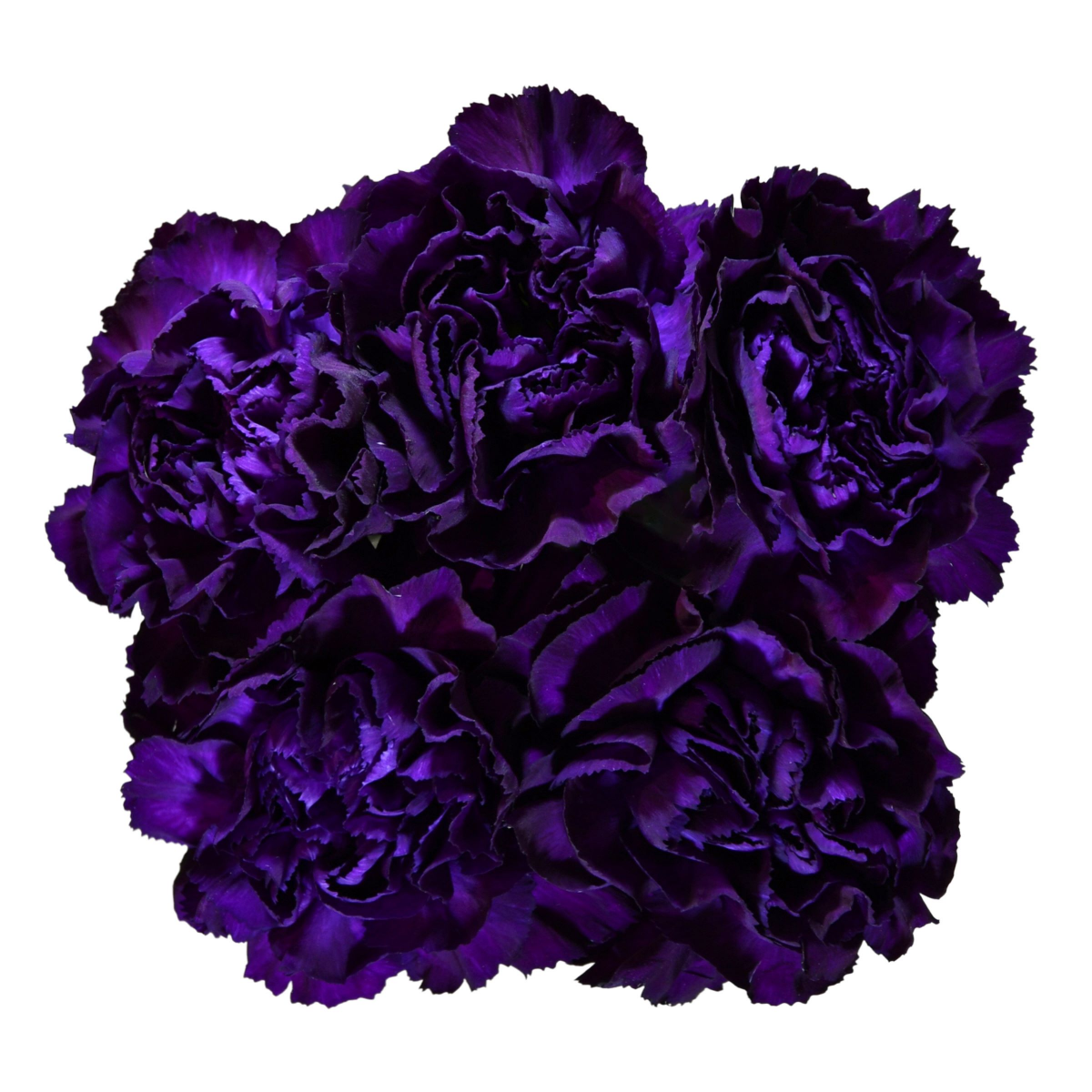 slide 5 of 13, Carnation Florigene, Bunch, 1 ct