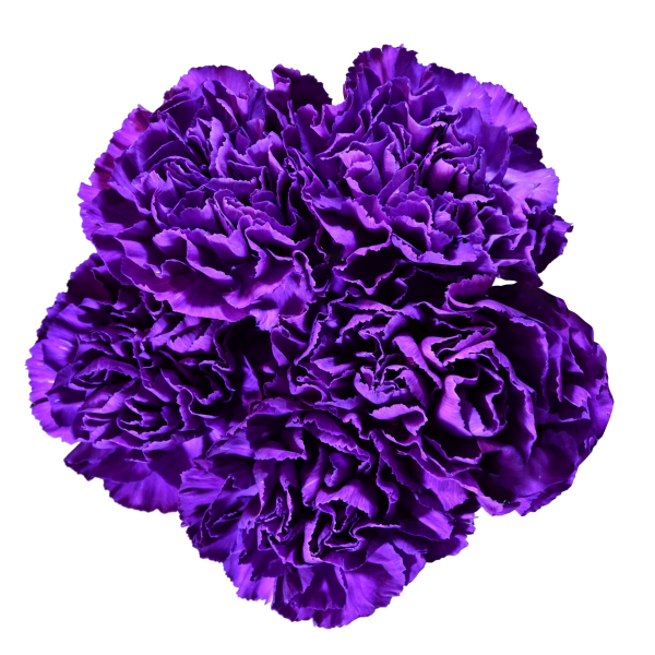 slide 8 of 13, Carnation Florigene, Bunch, 1 ct