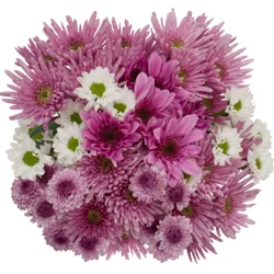 Chrysanthemum Designer Grande, Bunch