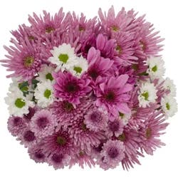 Chrysanthemum Designer Grande, Bunch