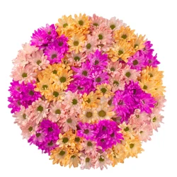 70 Blooms Chrysanthemum, Bunch