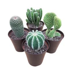 Cactus, 4" Pot