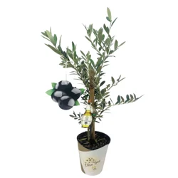 Olive Arbequina Tree, 5"