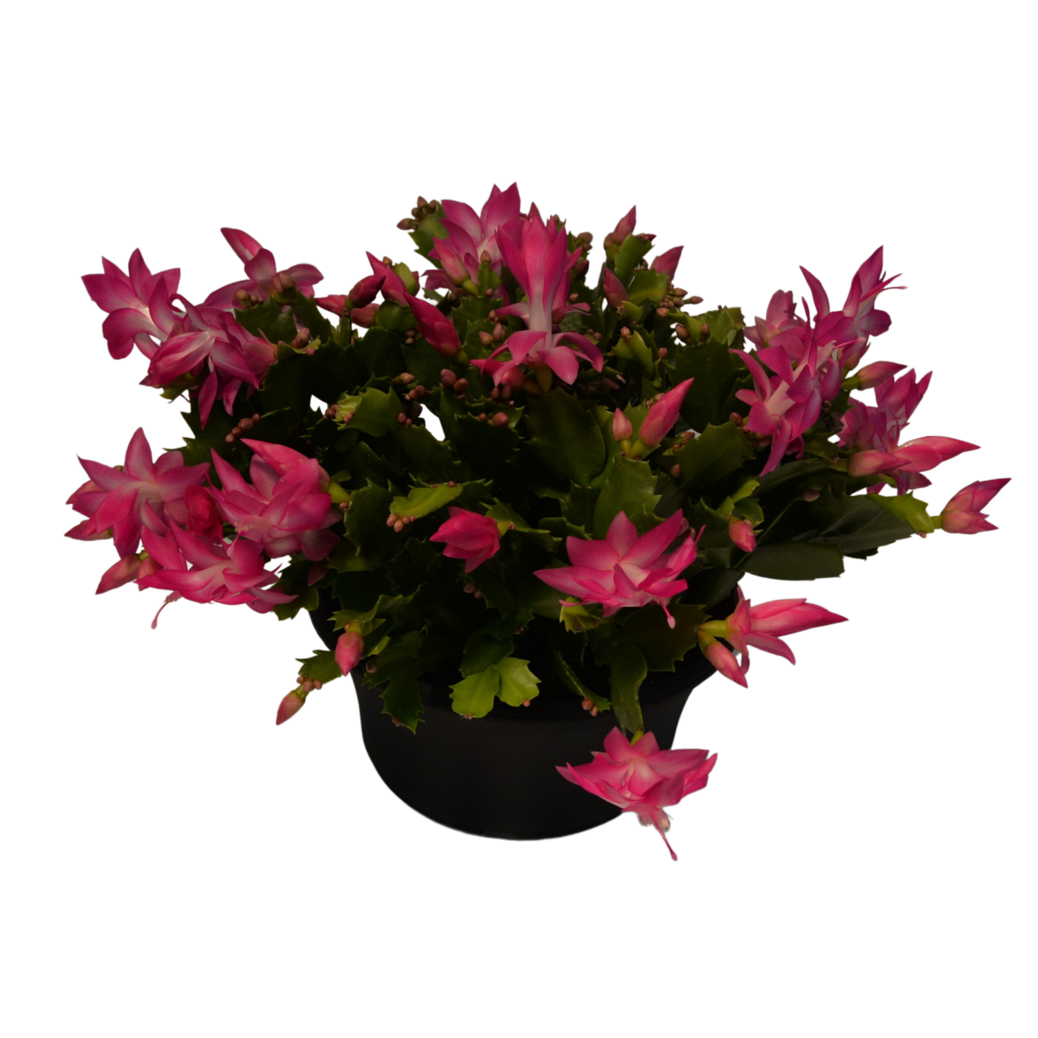 slide 1 of 1, 8.0 Zygo Cactus, 8 in