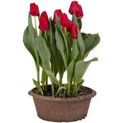 Fiber Bulb Pan, 10 In