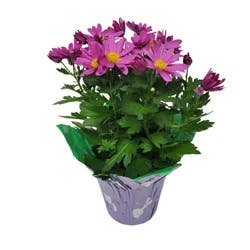 Chrysanthemum, Potted With Cover, 4.5"