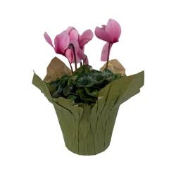 Cyclamen, 6"