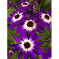 7.5" Spring Starters