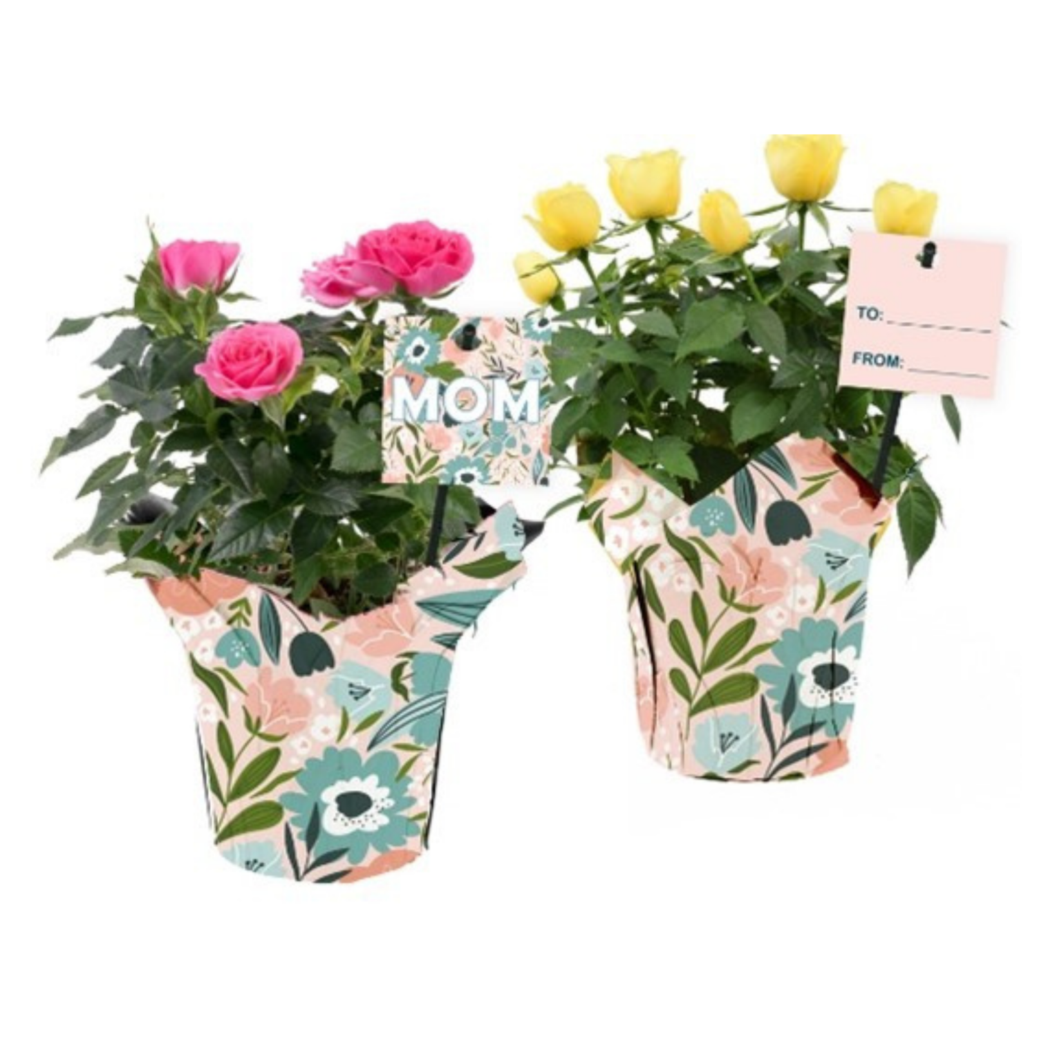 slide 1 of 1, Mini Rose, Potted With Cover, 4", 4 in