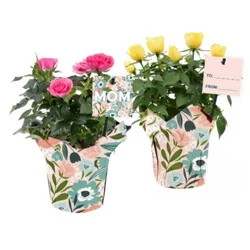 Mini Rose, Potted With Cover, 4"