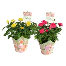 Mother's Day Mini Rose, 6" Pot