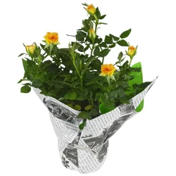 Mini Rose, 4" Pot With Cover