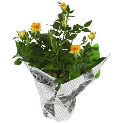 Mini Rose, 4" Pot With Cover