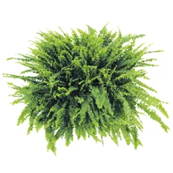 Boston Fern Hanging Basket 10.0 Basket