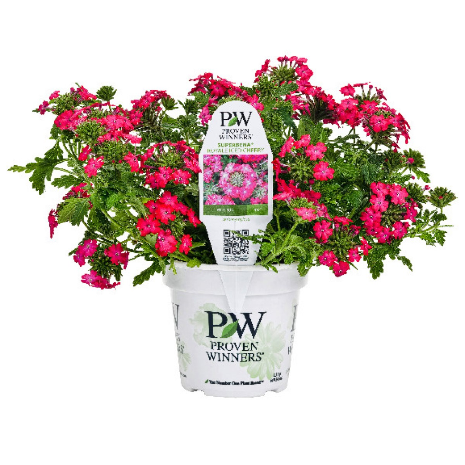 slide 4 of 4, Proven Winners Annual 4.5 Pot, 1 ct