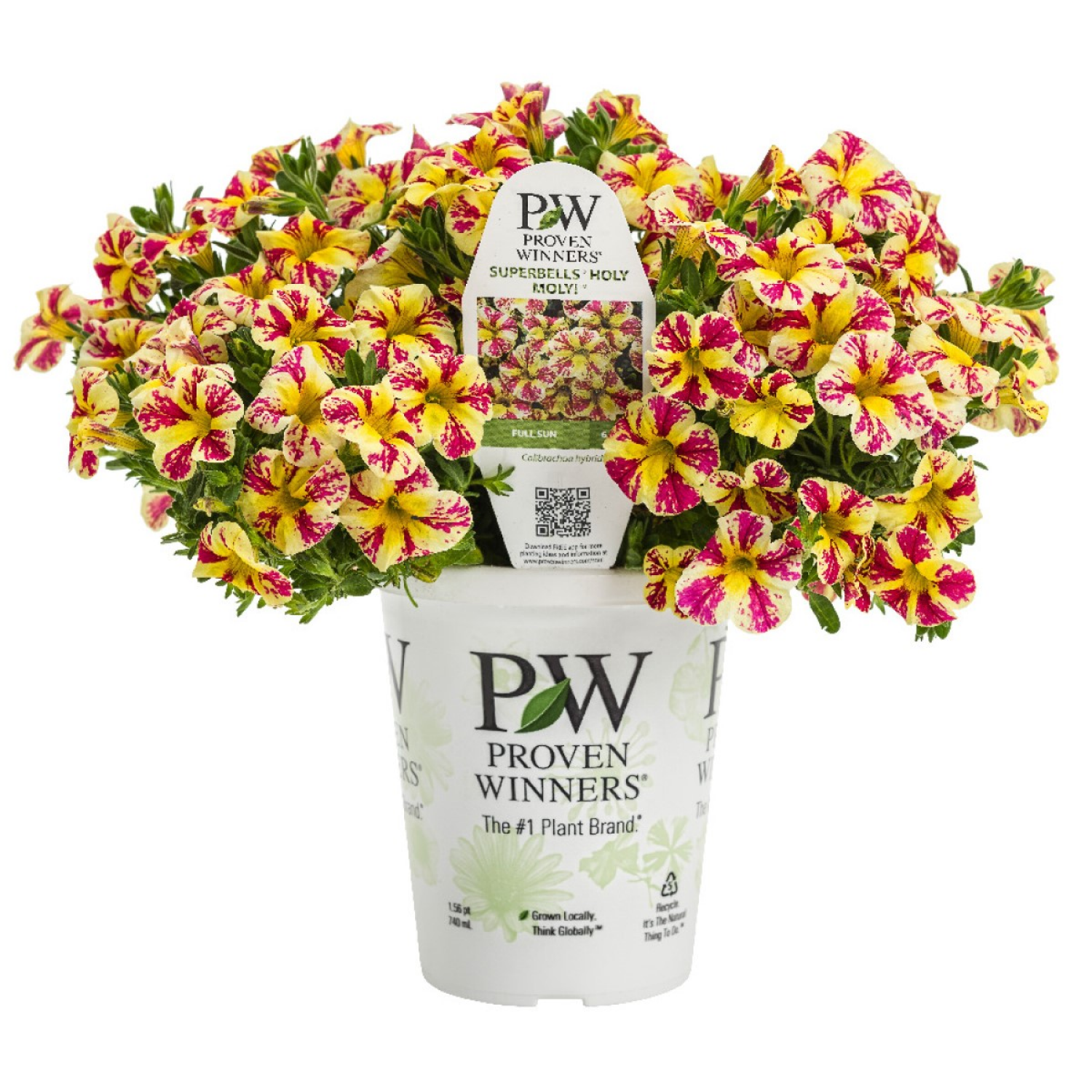 slide 2 of 4, Proven Winners Annual 4.5 Pot, 1 ct