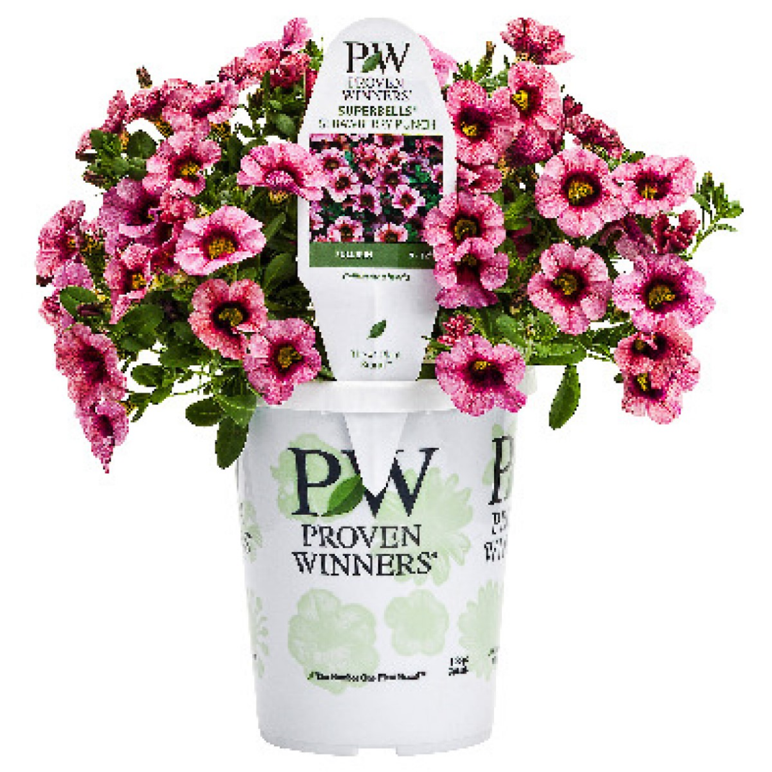 slide 3 of 4, Proven Winners Annual 4.5 Pot, 1 ct