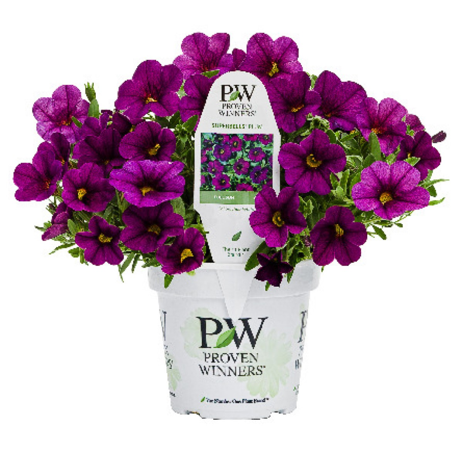 slide 1 of 4, Proven Winners Annual 4.5 Pot, 1 ct