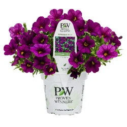 Proven Winners Annual 4.5 Pot