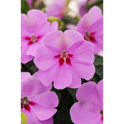 New Guinea Impatiens