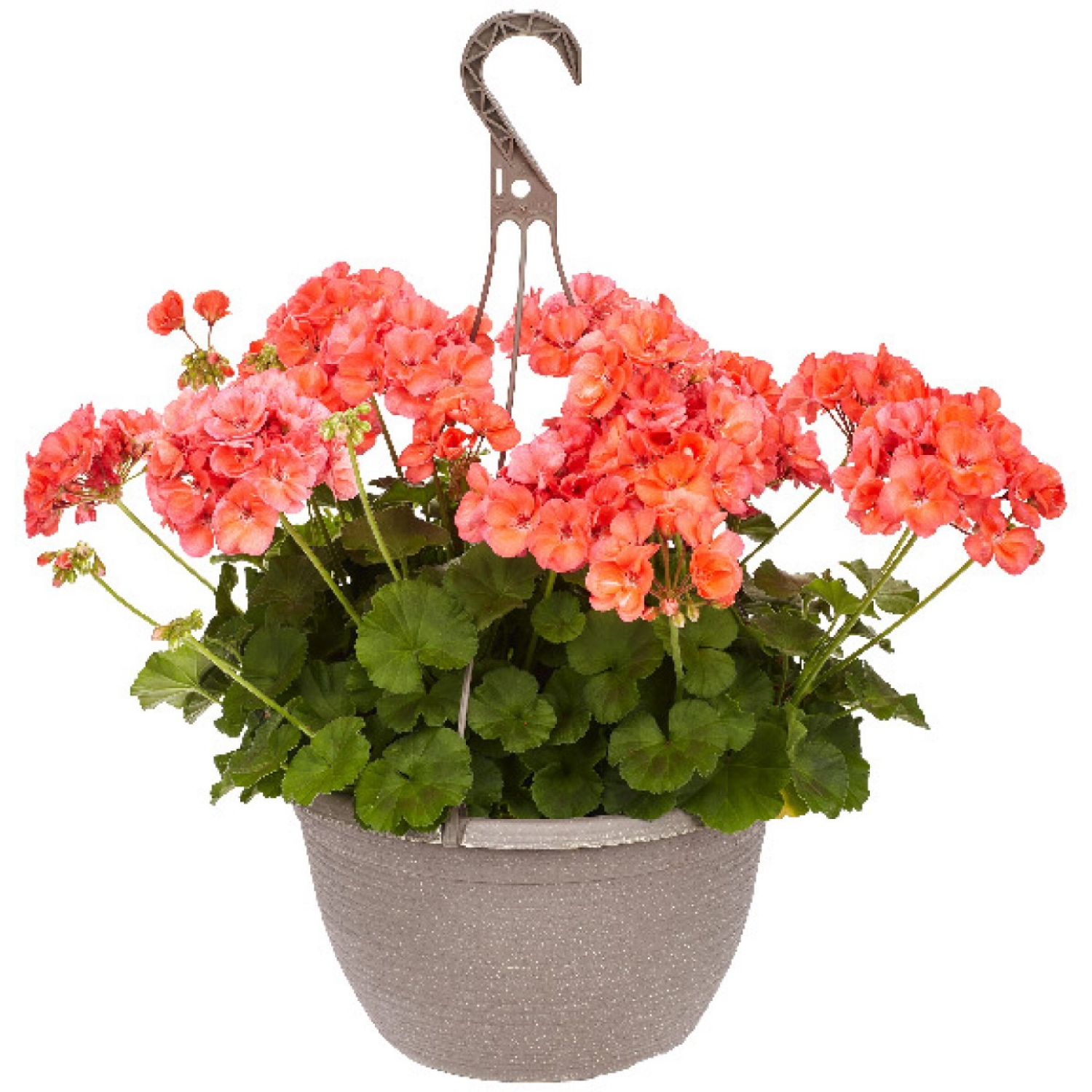 slide 4 of 5, 12.0 Premium Hanging Basket, 1 ct