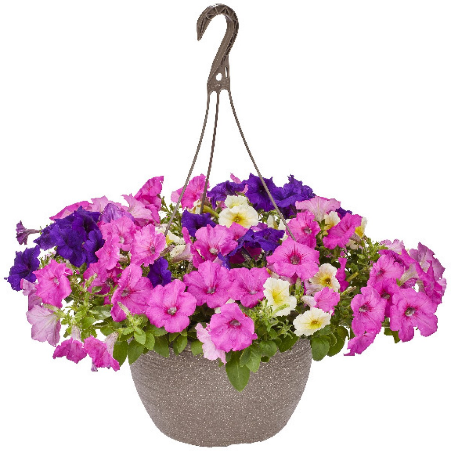 slide 3 of 5, 12.0 Premium Hanging Basket, 1 ct