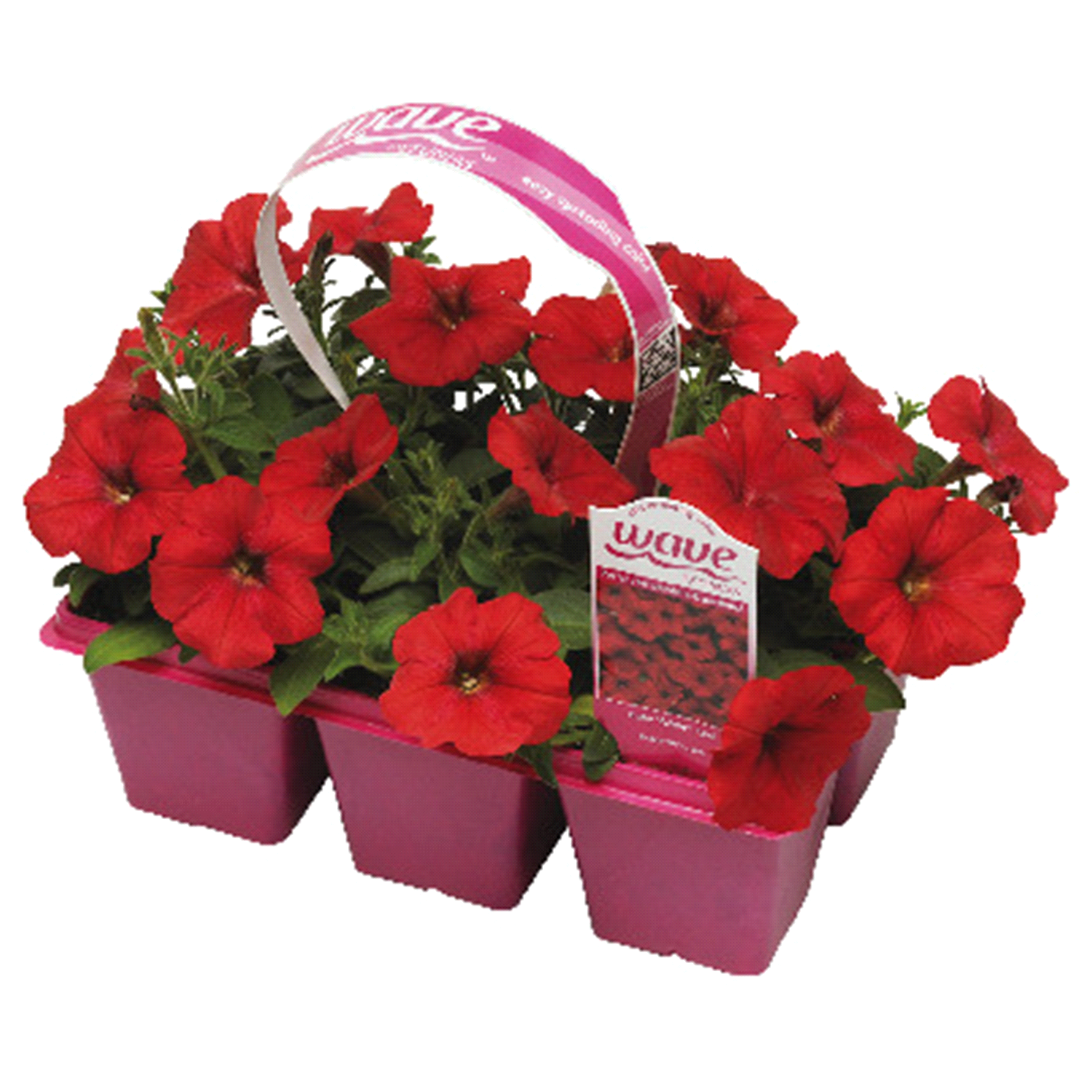 slide 1 of 1, Wave® Petunia 6 Pack, 6 ct