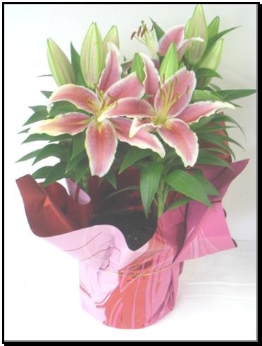 slide 1 of 1, Oriental Lilies, 6 in