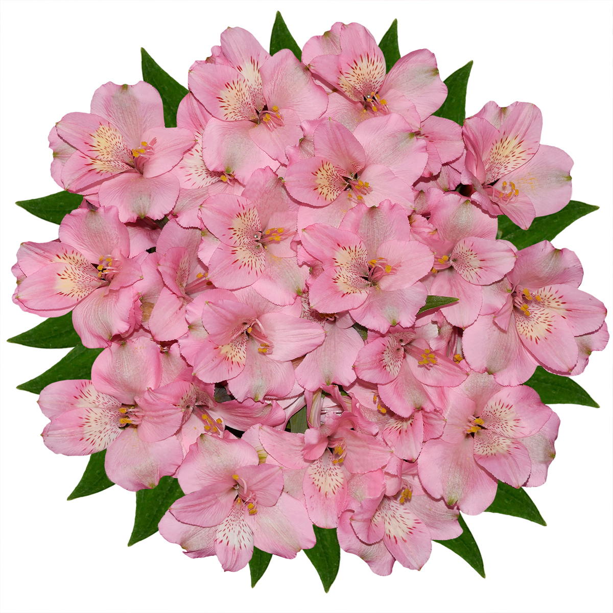 slide 1 of 1, Alstromeria Cut Flower Bunch, 1 ct