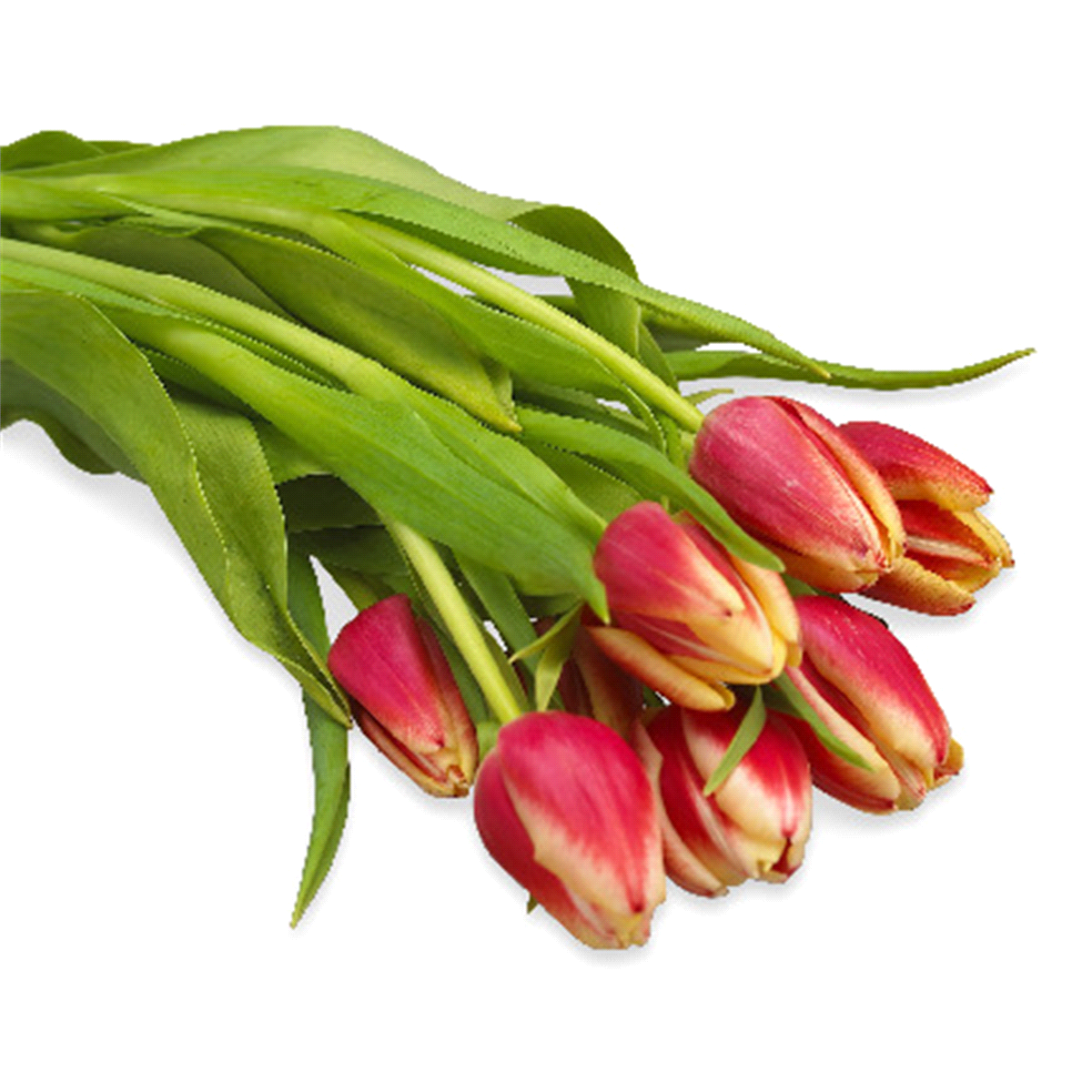 slide 1 of 1, Tulip Bunch, 10 stems, 15 ct
