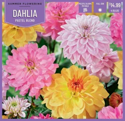 Dahlia Pastel Blend 4 ct