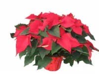 Red Oak Greenhouse Poinsettia - Red