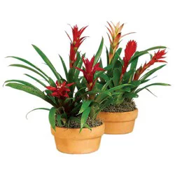 Bromeliad Garden - 8 INCH