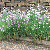 slide 8 of 9, Bonnie Plants  Chives Onion, 19.3 oz