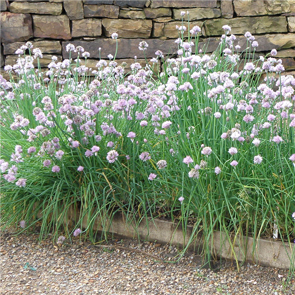 slide 3 of 9, Bonnie Plants  Chives Onion, 19.3 oz