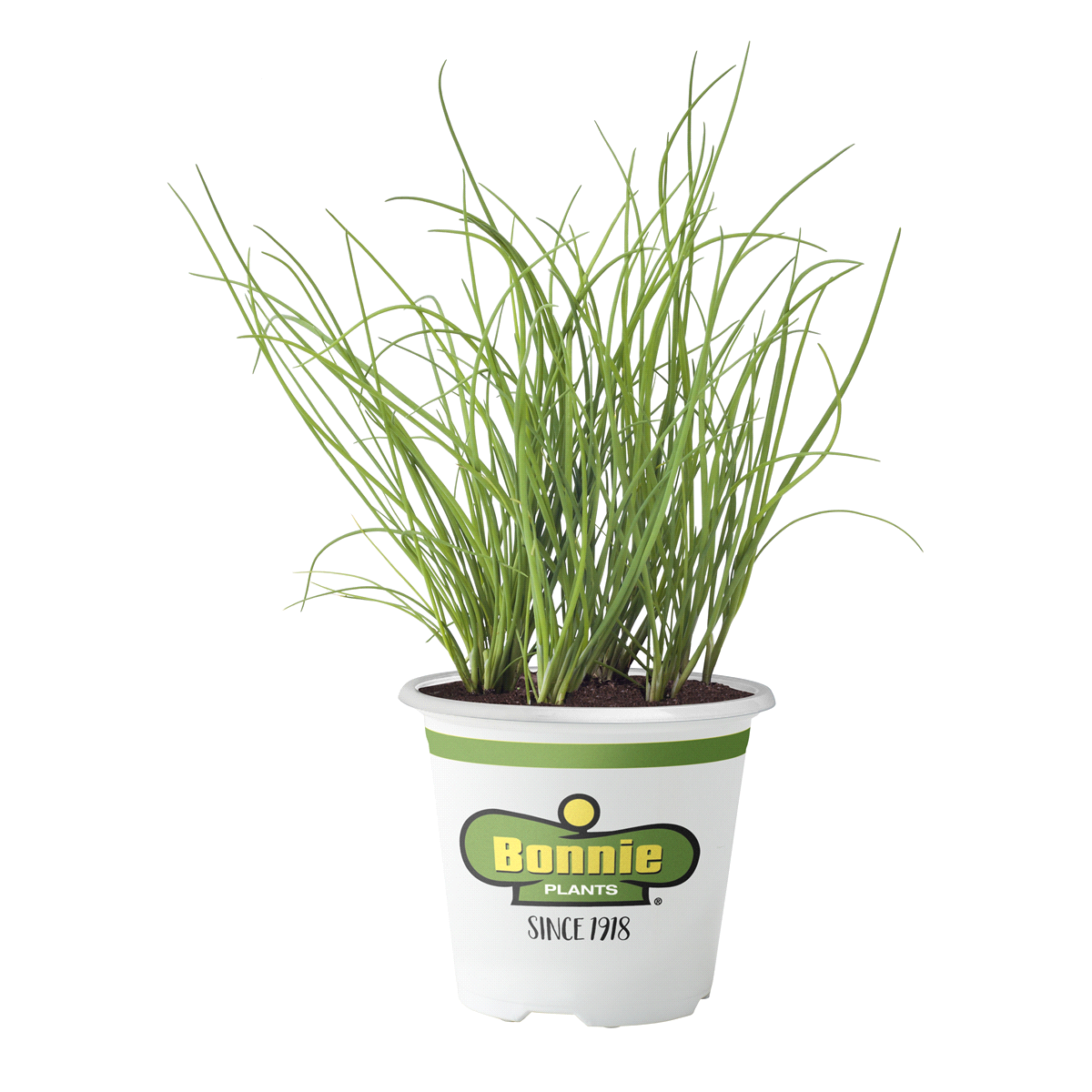 slide 1 of 9, Bonnie Plants  Chives Onion, 19.3 oz