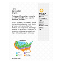 slide 3 of 5, Burpee Herb True Lavender Lavandula Angustifolia, 1 ct