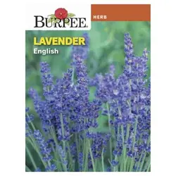 Burpee Herb True Lavender Lavandula Angustifolia