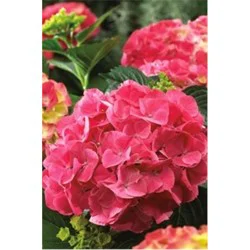 Hydrangea Red Sensation