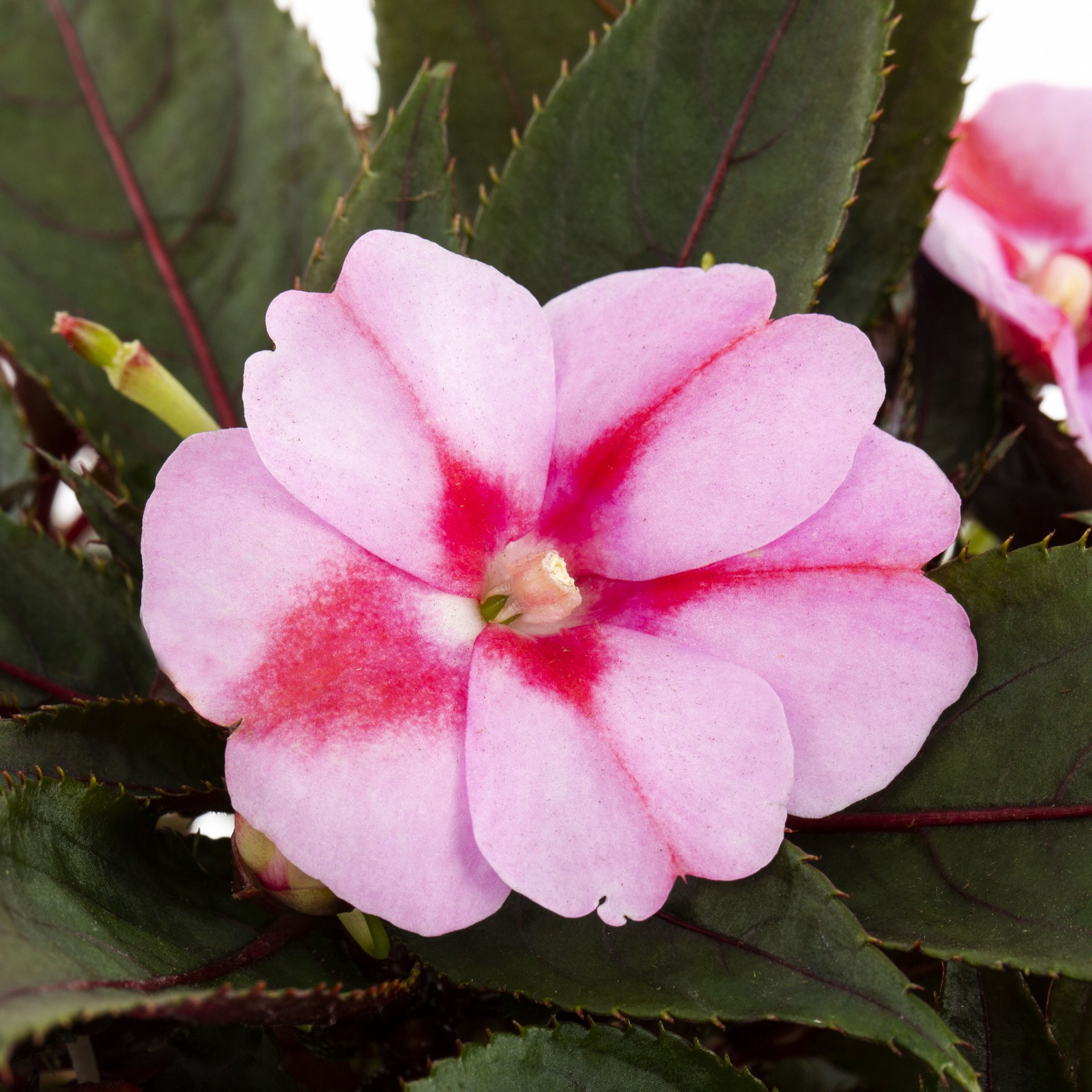 slide 2 of 4, Lowe's Multicolor Sunpatiens in 1.5-Gallons Hanging Basket, 1 ct