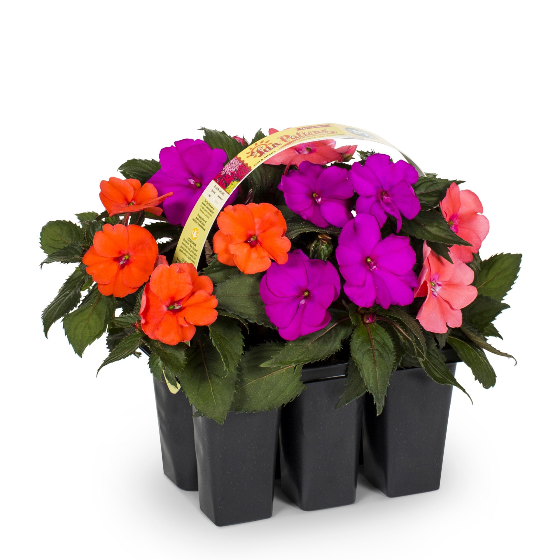 slide 3 of 4, Lowe's Multicolor Sunpatiens in 6-Pack Tray, 1 ct