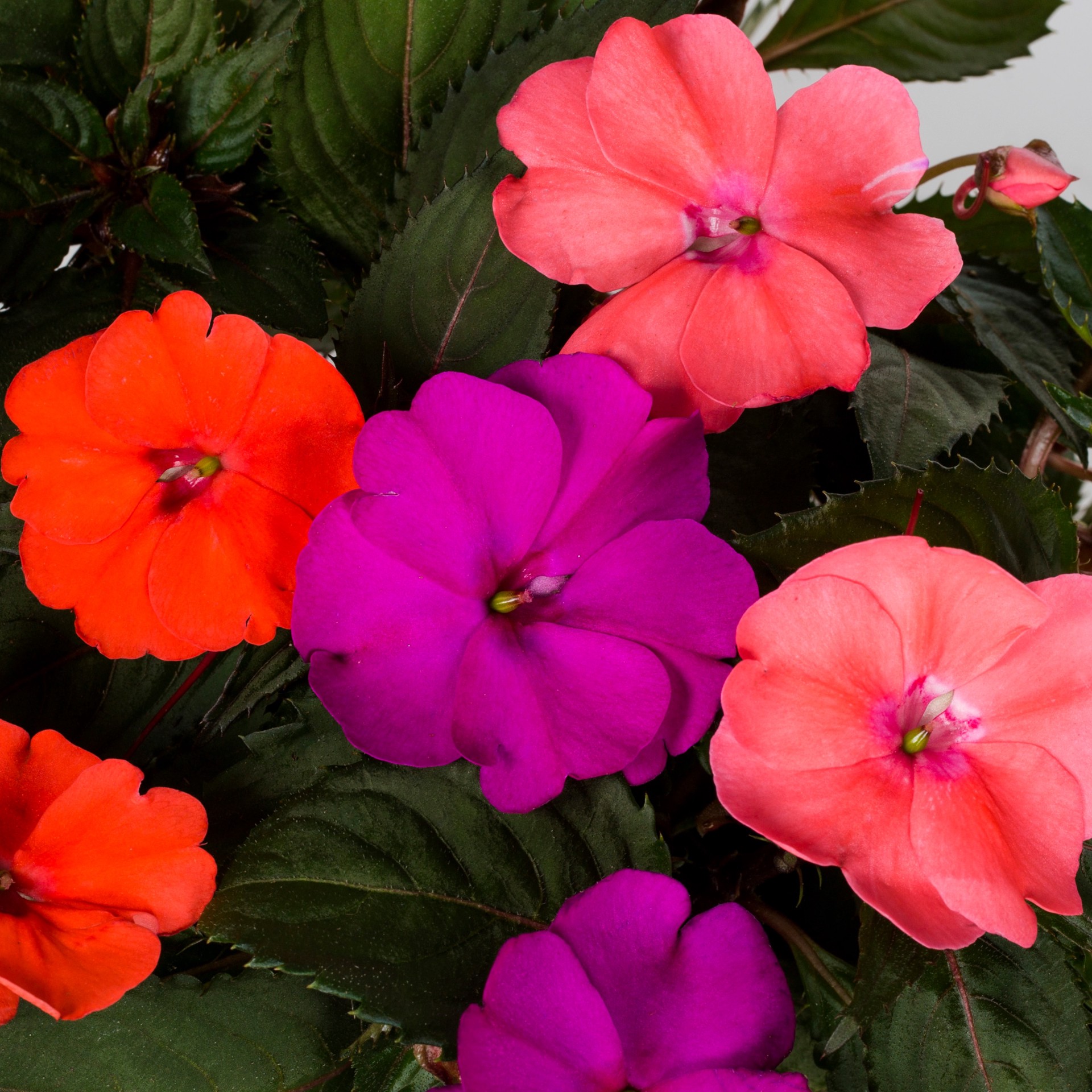 slide 4 of 4, Lowe's Multicolor Sunpatiens in 6-Pack Tray, 1 ct