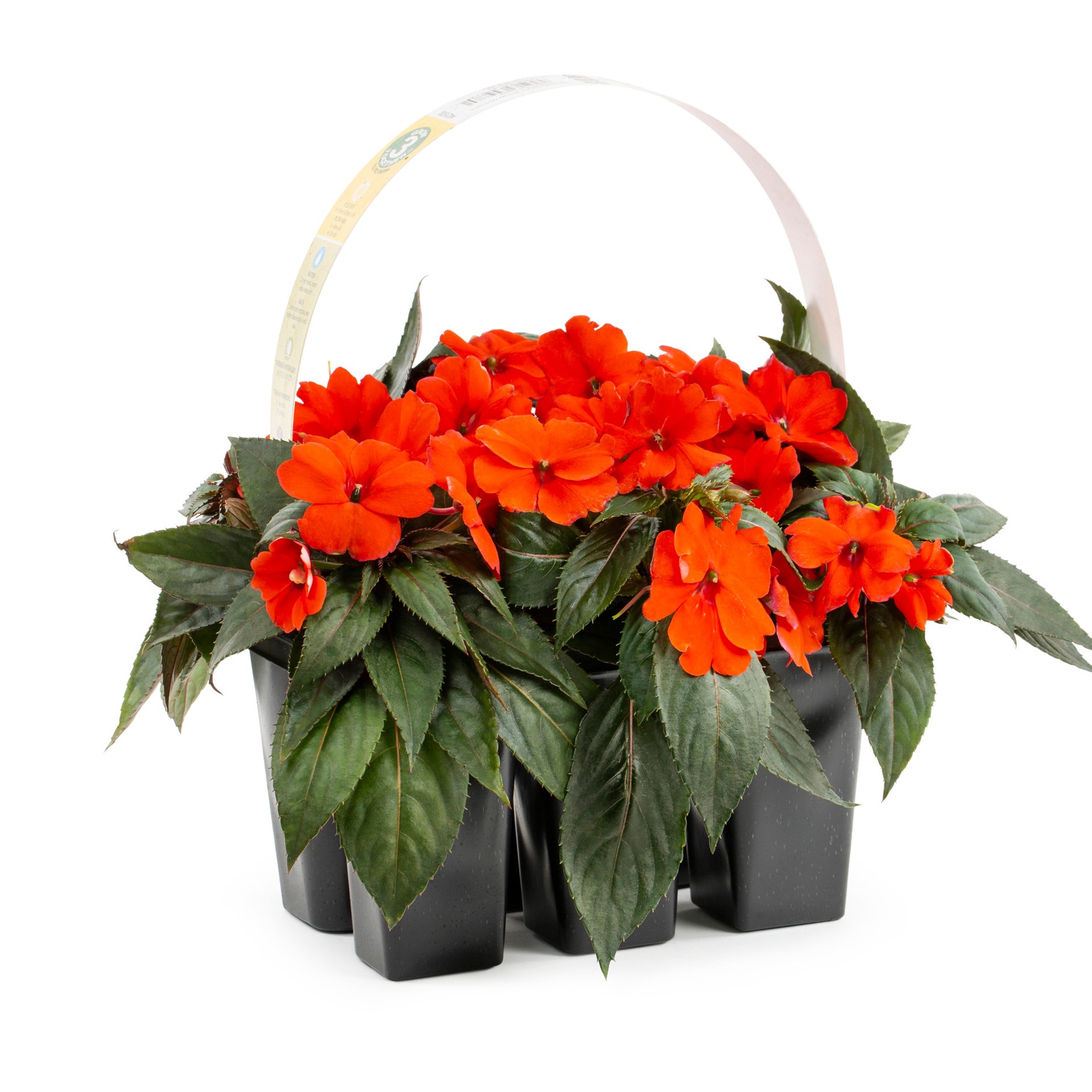 slide 1 of 4, Lowe's Multicolor Sunpatiens in 6-Pack Tray, 1 ct