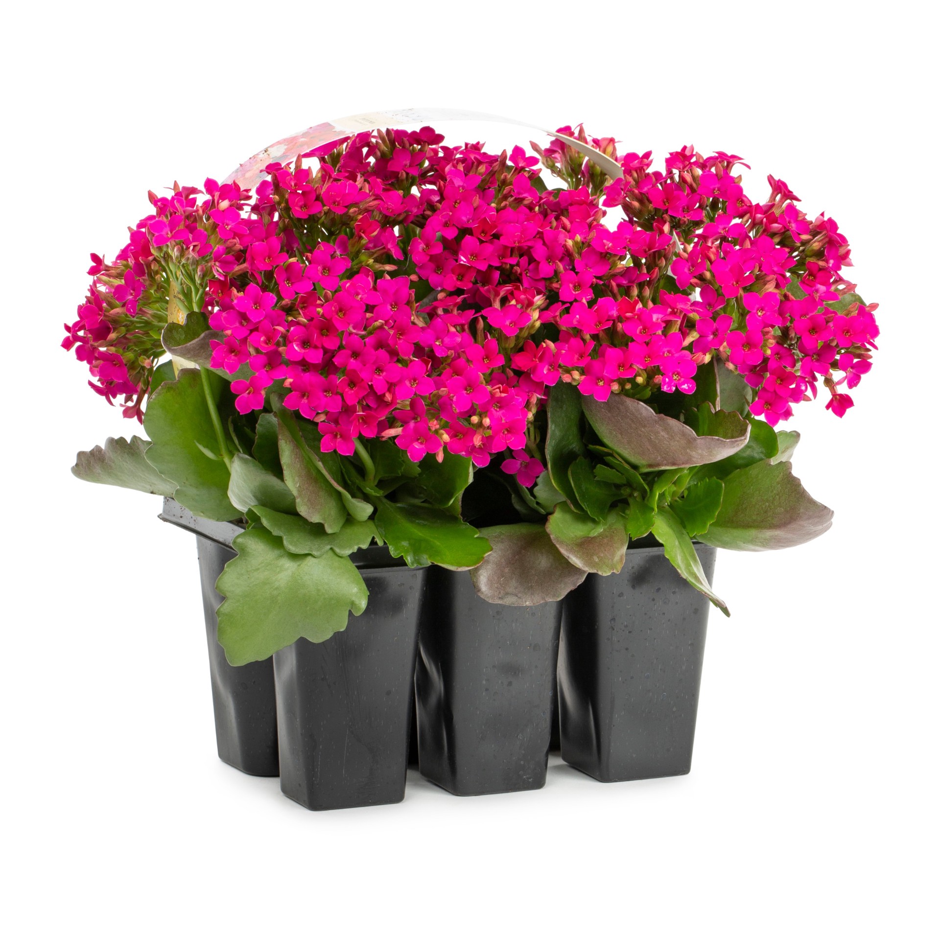 slide 1 of 2, Monrovia Multicolor Kalanchoe in 6-Pack Tray, 1 ct