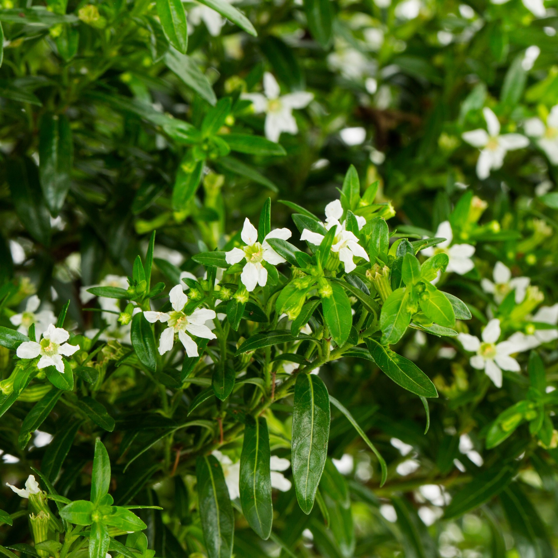 slide 2 of 2, Lowe's Purple Mexican Heather in 6 -Pack Tray, 1 ct