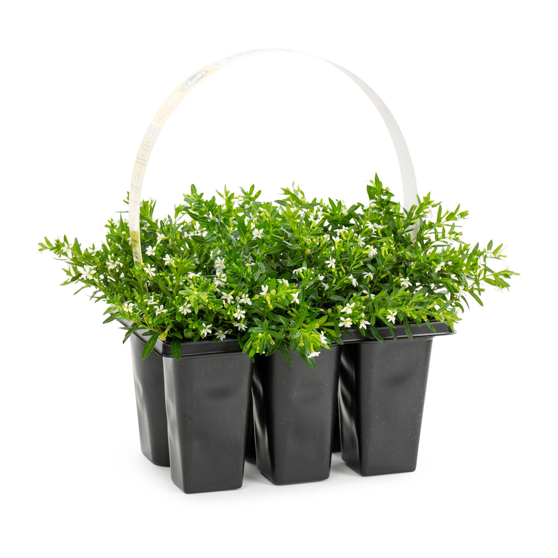 slide 1 of 2, Lowe's Purple Mexican Heather in 6 -Pack Tray, 1 ct